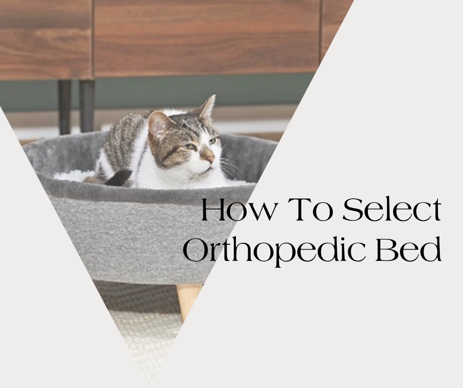 How To Select Senior Cats' Best Orthopedic Bed