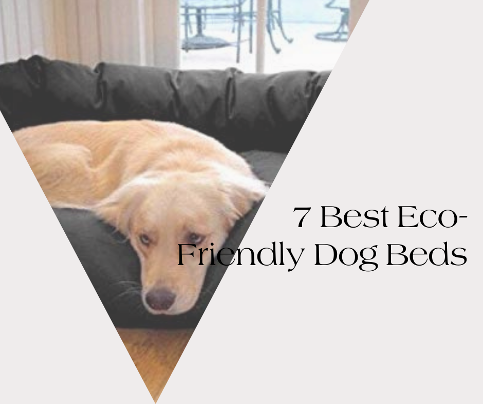7 Organic and Supportive Eco-Friendly Dog Beds