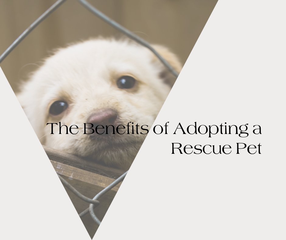 Neema's Pets standard Blog Post sheet, the photo frame is of a puppy behind a fens who is up for adoption. The text on the sheet is 'The Benefits of Adopting a Rescue Pet'