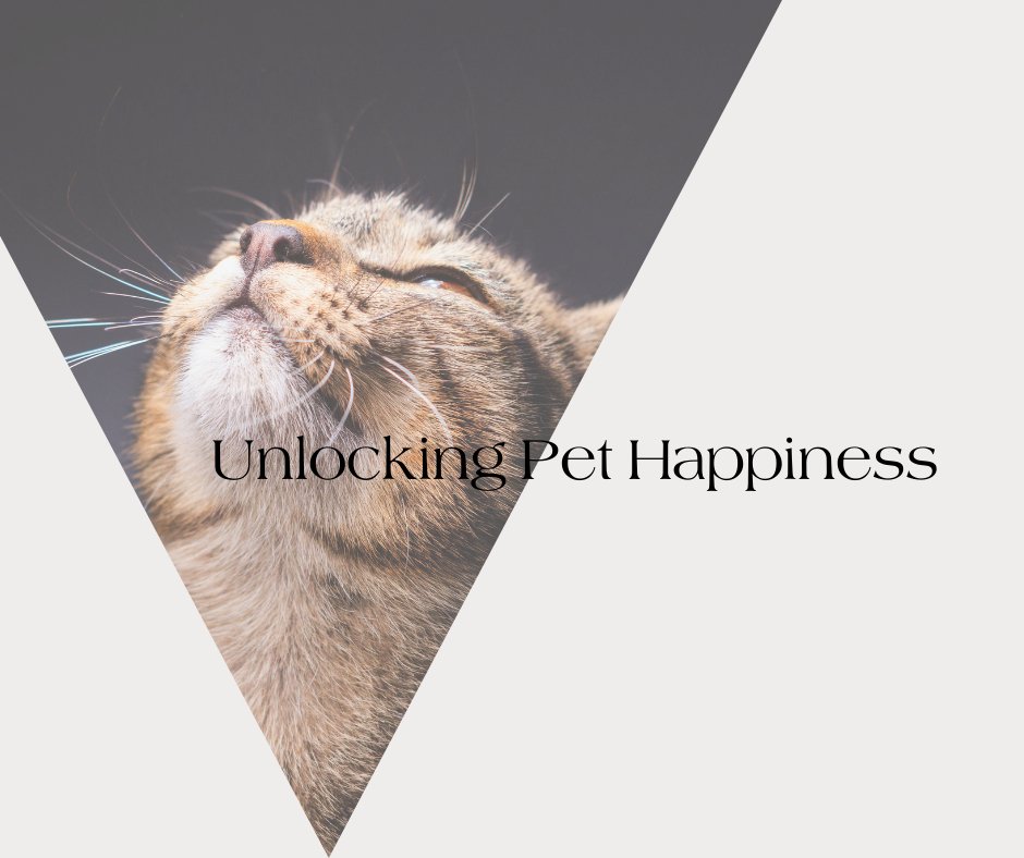 The Importance of Mental Stimulation for Pets - Neema's Pets