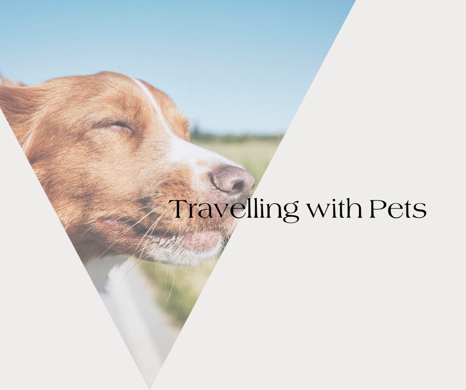 Neema's Pets standard Blog Post sheet, the photo frame is of a dog face hanging out of the car window. The text on the sheet is 'Traveling with Pets'