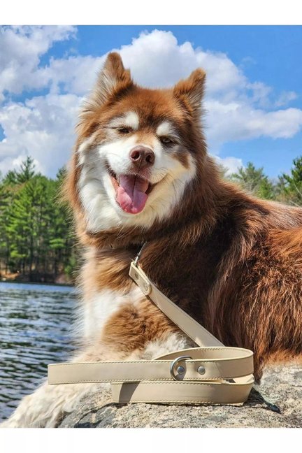 Champagne Fizz Vegan Leather Dog Leash-Aria the Fox-Neema's Pets