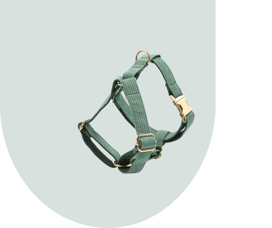 Dark Green Corduroy Pet Collection: Enhance Your Pet's Comfort-Heyripet-Neema's Pets