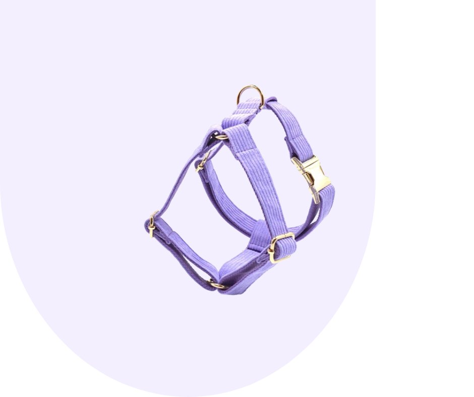 Customizable Dark Purple Corduroy Pet Collection-Heyripet-Neema's Pets