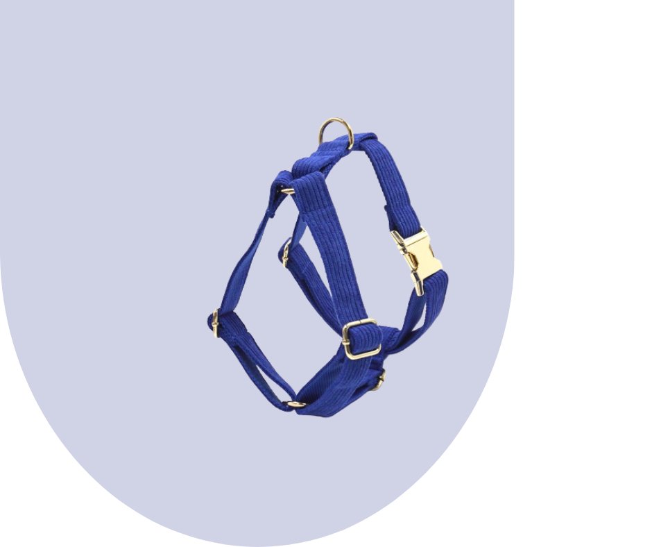 Darkblue Corduroy Pet Collection-Heyripet-Neema's Pets