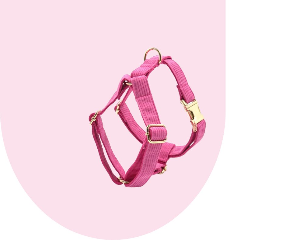 Hot Pink Corduroy Pet Collection: Unleash style and durability!-Heyripet-Neema's Pets