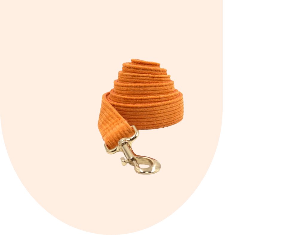 Stand Out with the Orange Corduroy Pet Collection!-Heyripet-Neema's Pets