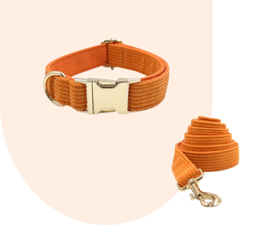 Stand Out with the Orange Corduroy Pet Collection!-Heyripet-Neema's Pets