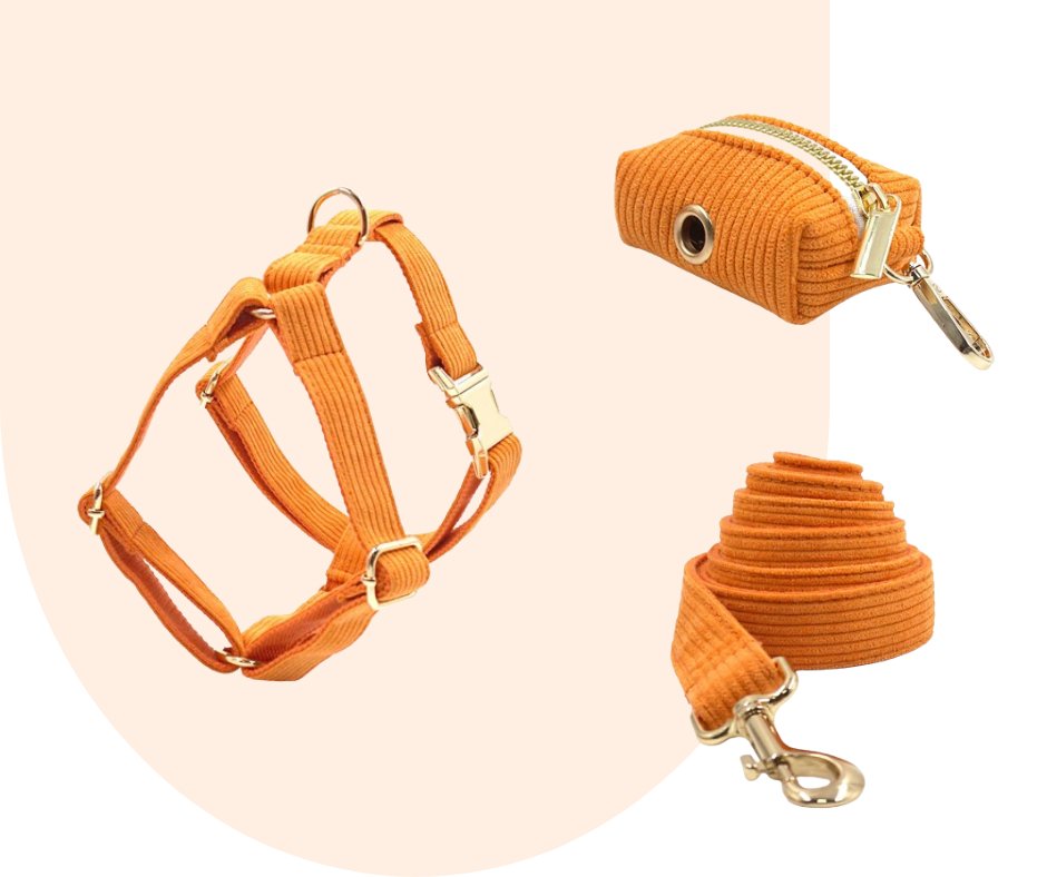 Stand Out with the Orange Corduroy Pet Collection!-Heyripet-Neema's Pets