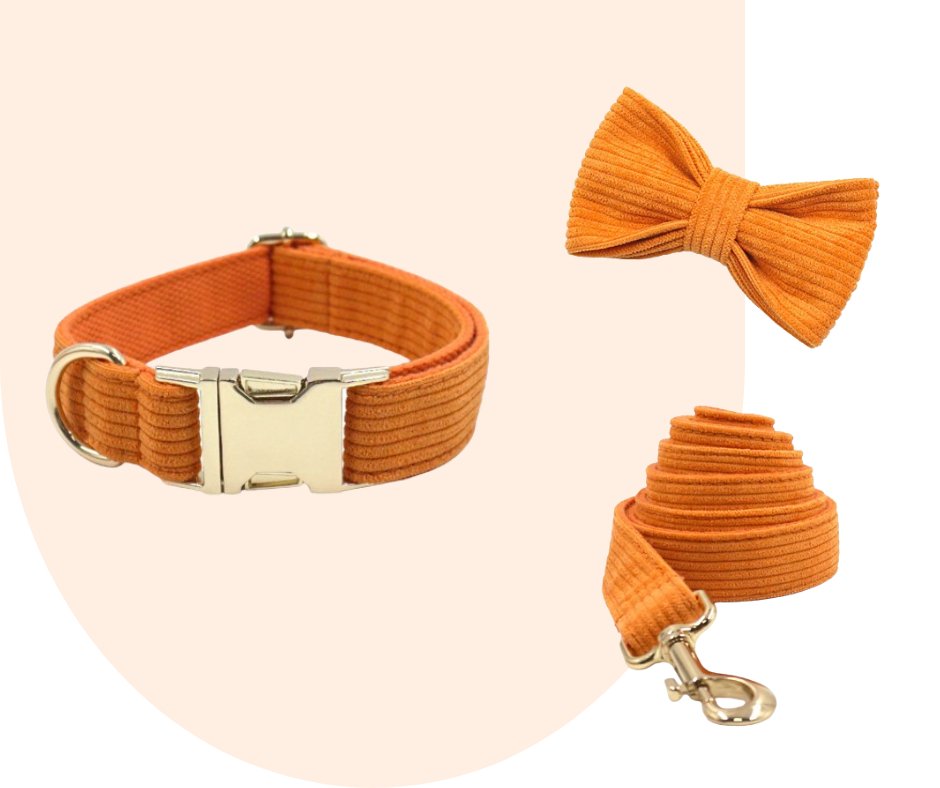 Stand Out with the Orange Corduroy Pet Collection!-Heyripet-Neema's Pets