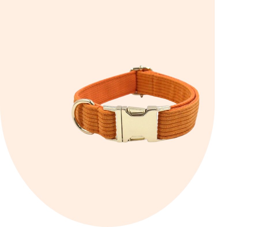 Stand Out with the Orange Corduroy Pet Collection!-Heyripet-Neema's Pets