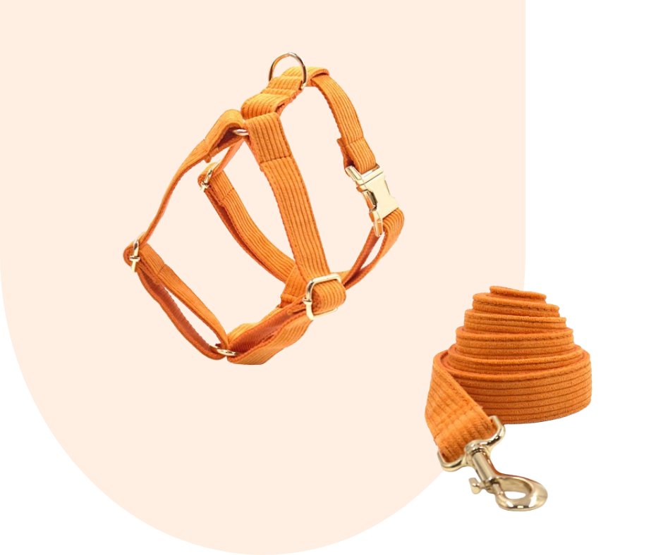 Stand Out with the Orange Corduroy Pet Collection!-Heyripet-Neema's Pets