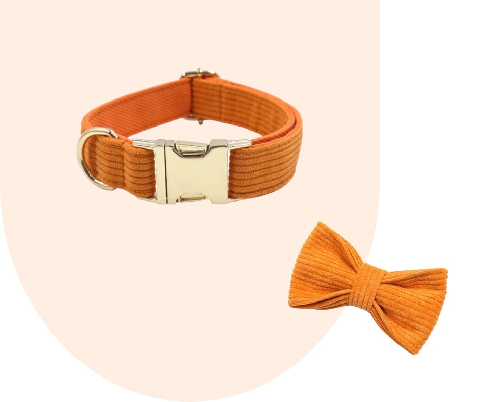 Stand Out with the Orange Corduroy Pet Collection!-Heyripet-Neema's Pets