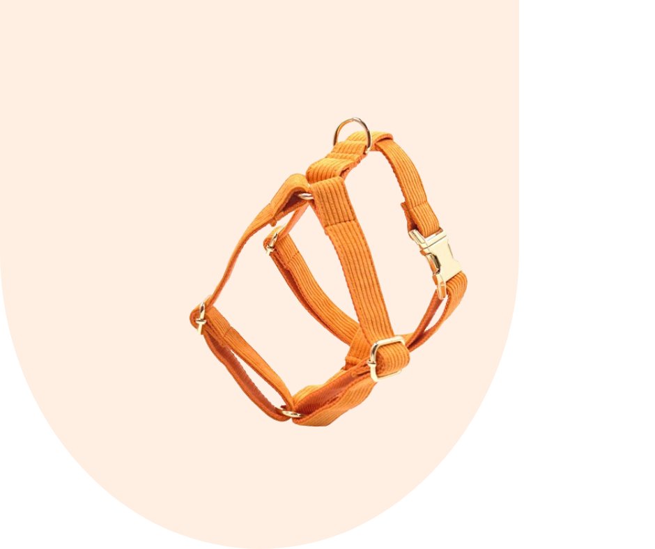Stand Out with the Orange Corduroy Pet Collection!-Heyripet-Neema's Pets