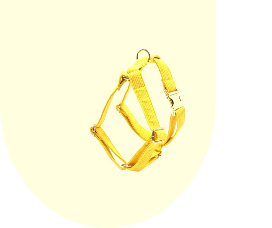 Radiate Positivity with the Yellow Velvet Corduroy Pet Collection!-Heyripet-Neema's Pets