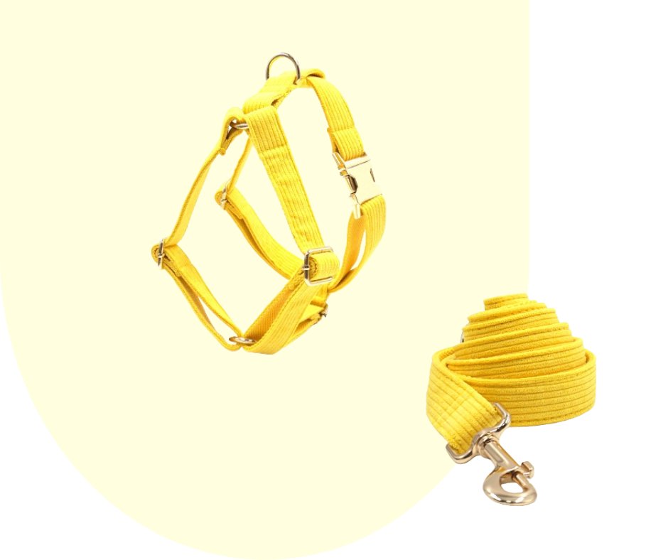 Radiate Positivity with the Yellow Velvet Corduroy Pet Collection!-Heyripet-Neema's Pets