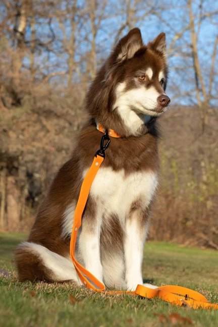 Crimson Glow Waterproof Dog Leash-Aria the Fox-Neema's Pets