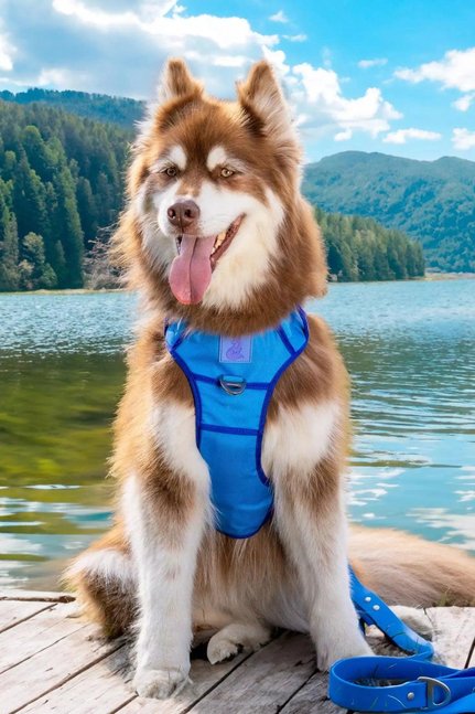 Dockside Adventures Ultimate Harness-Aria the Fox-Neema's Pets