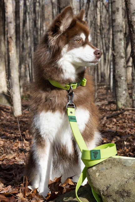 Mossy Pine Waterproof Leash-Aria the Fox-Neema's Pets