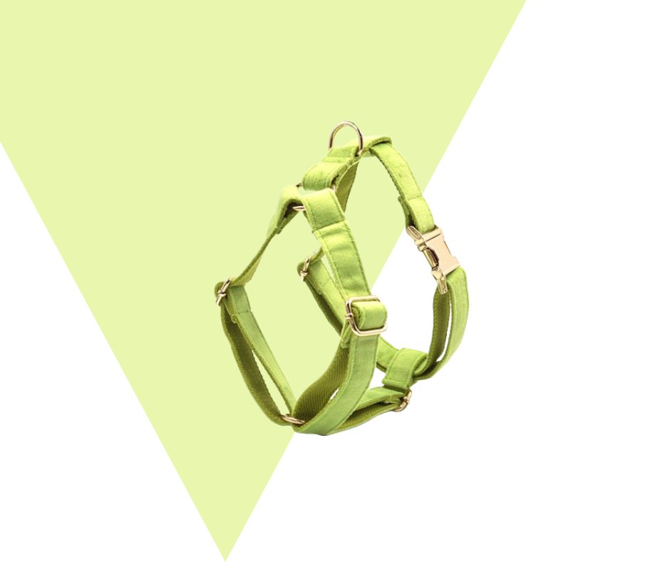 Avocado Velvet Corduroy Pet Collection - Neema's Pets