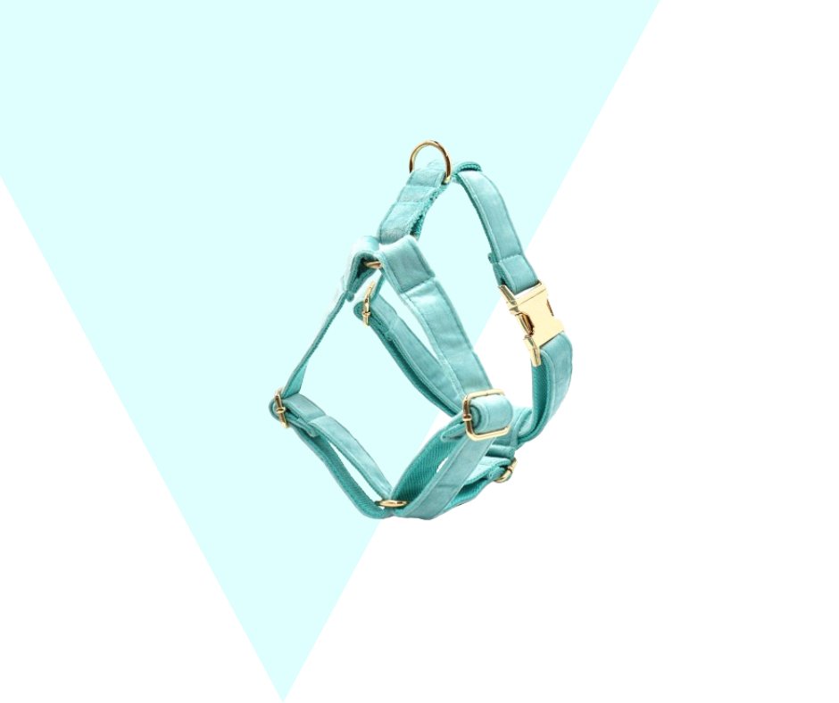 Lakeblue Velvet Corduroy Pet Collection - Neema's Pets