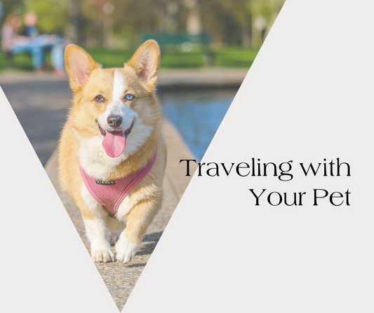 Traveling with Your Pet? Essential Supplies for a Smooth Journey