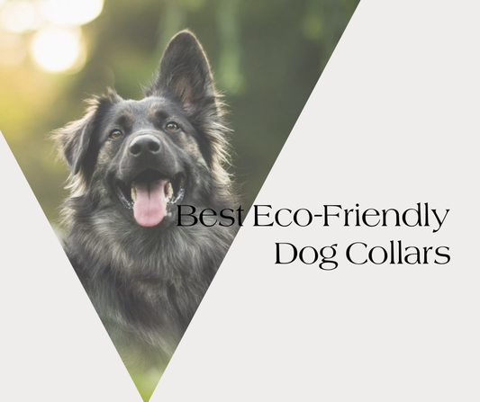 The Best Eco-Friendly Dog Collars and Leashes: Our Selection