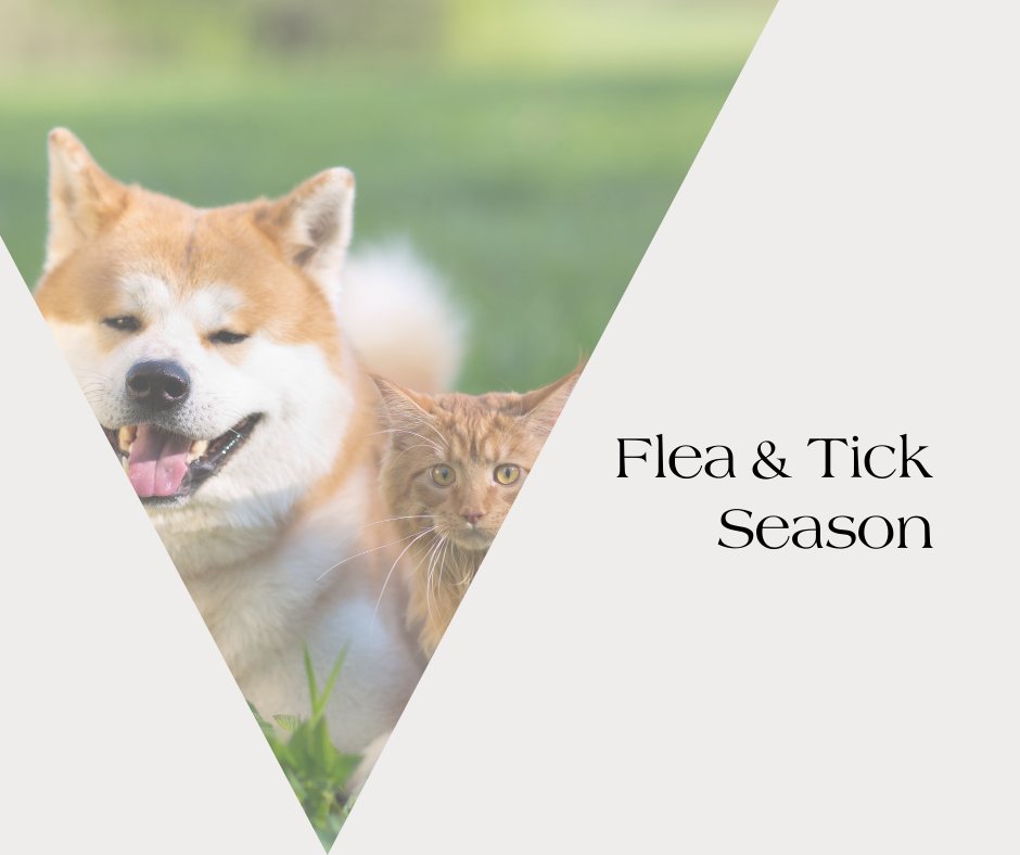 Eco-Friendly Flea and Tick Prevention for Pets - Neema's Pets
