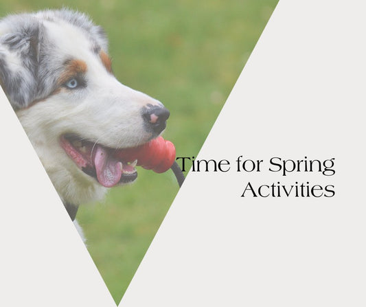 Spring Activities for Pets - Neema's Pets