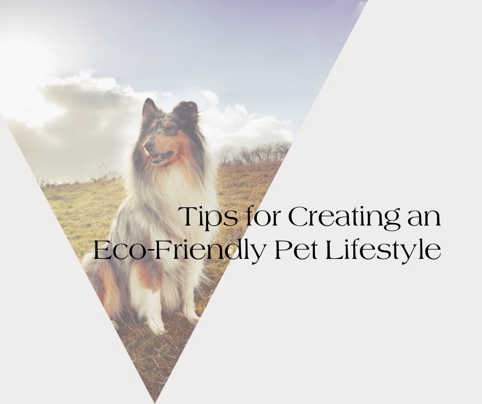 Tips for Creating an Eco-Friendly Pet Lifestyle - Neema's Pets