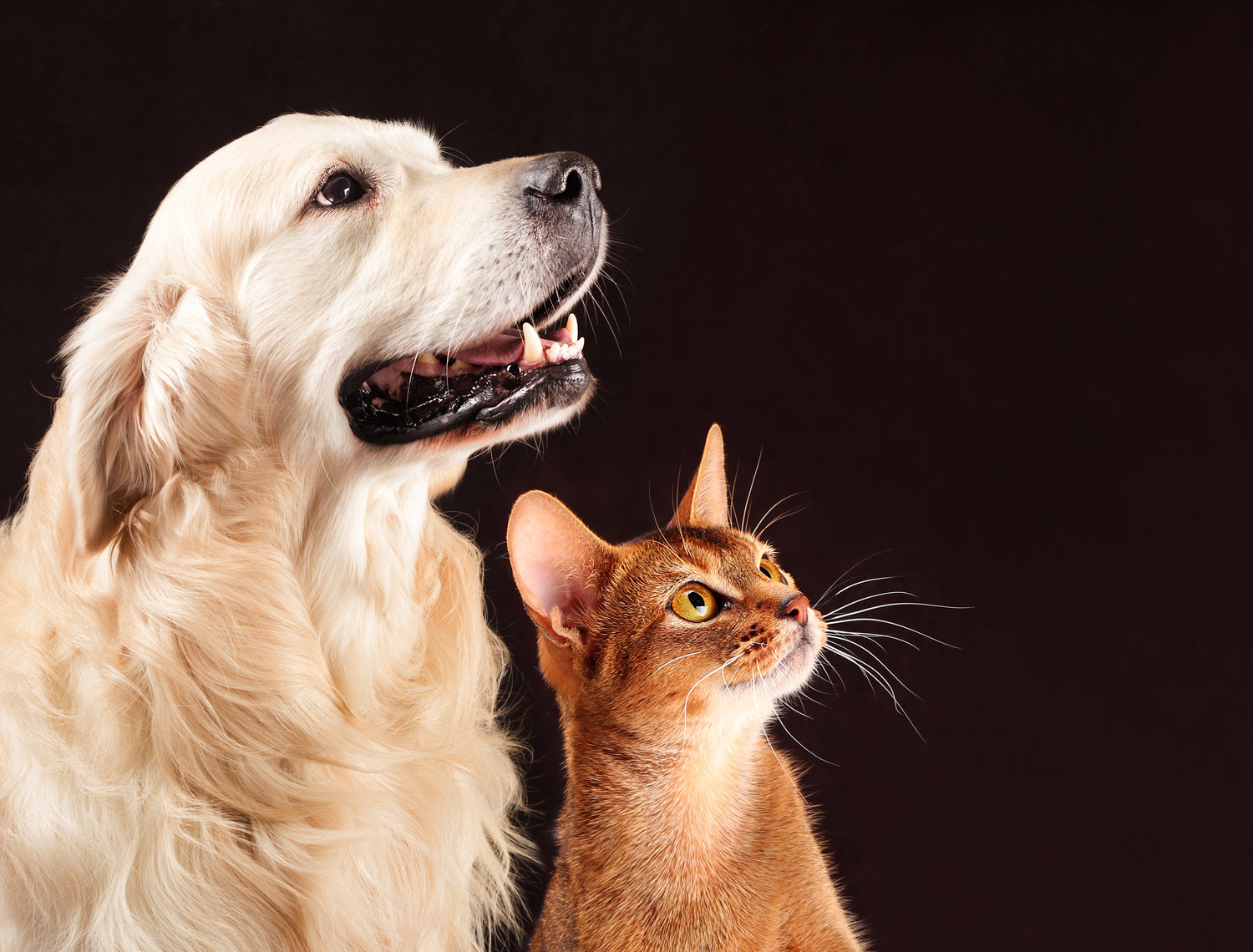 Neema's Pets homepage photo of a Golden Retriever with a cat, both looking up against a complete black background