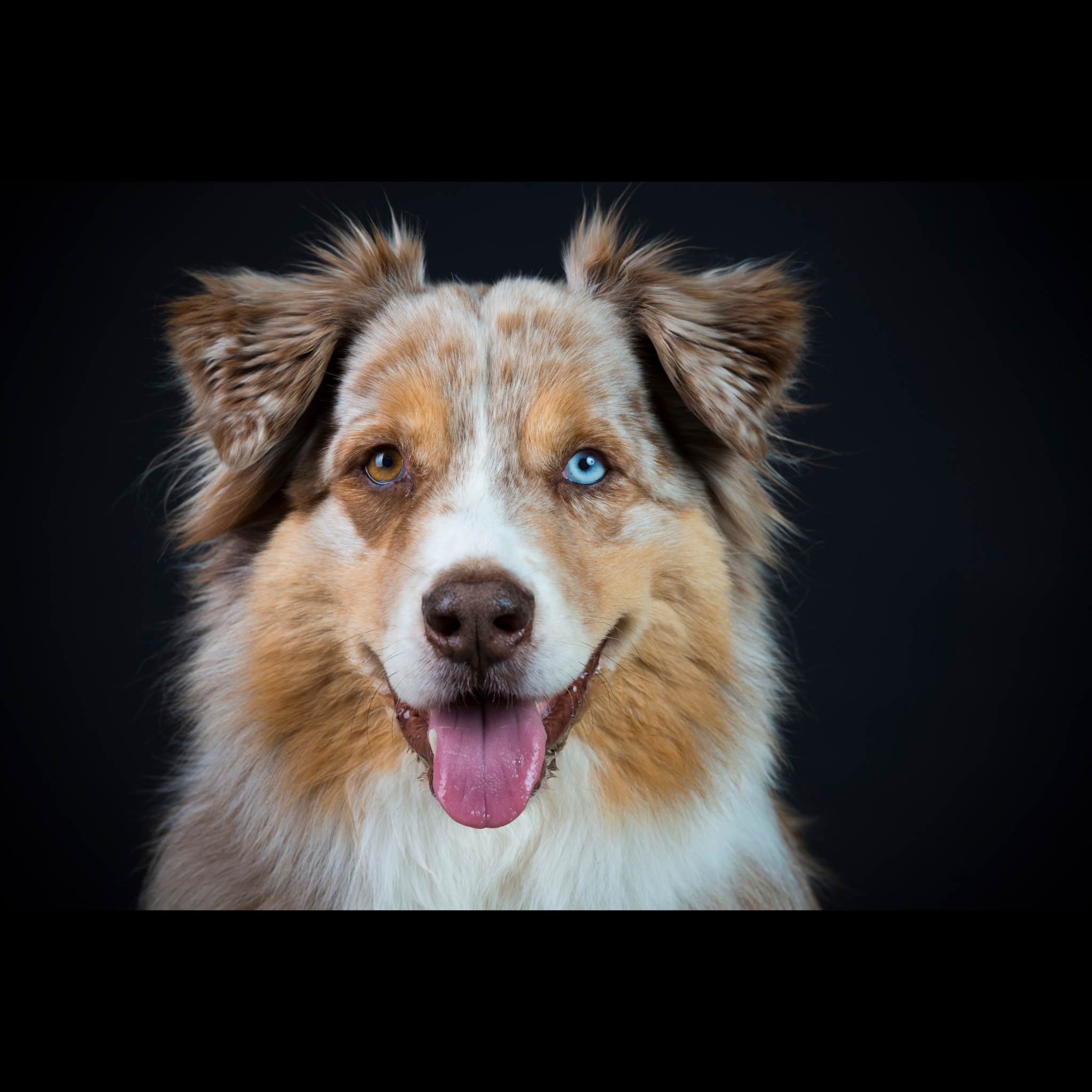 Neema's Pets banner photo of an brown colored Australian Shepard with brown and blue eyes
