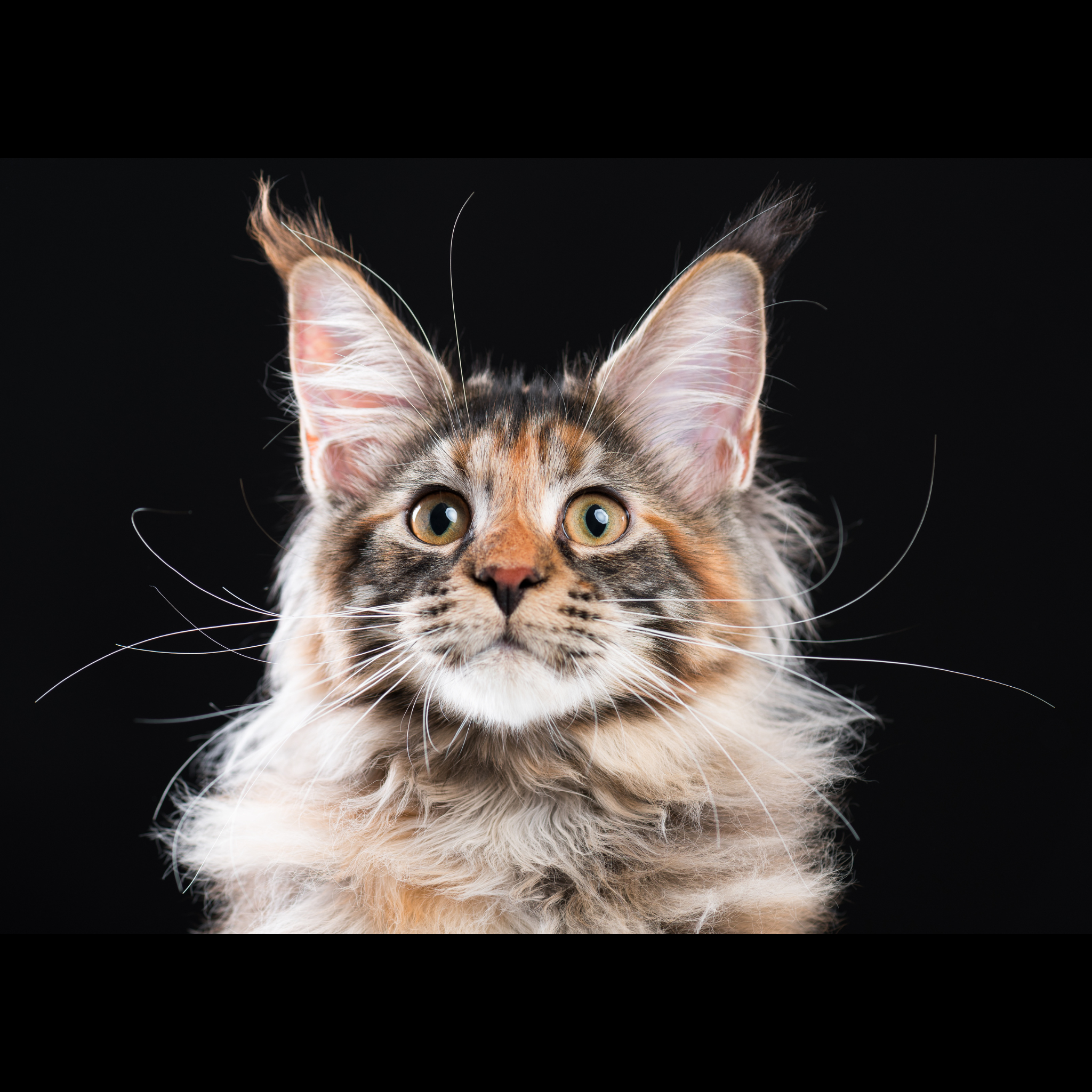 Neema's Pets banner photo of a brown colored Maine Coon