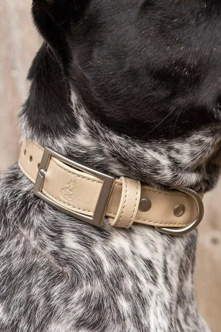Champagne Fizz Vegan Leather Dog Collar-Aria the Fox-Neema's Pets