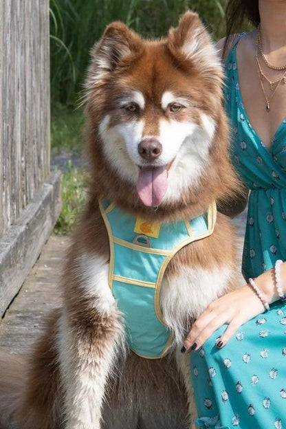 Island Vibes Ultimate Dog Vest Harness: Tropical Adventure Awaits - Neems's Pets