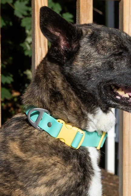 Island Vibes Waterproof Dog Collar-Aria the Fox-Neema's Pets