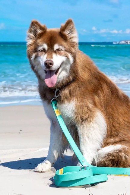 Island Vibes Waterproof Dog Leash-Aria the Fox-Neema's Pets