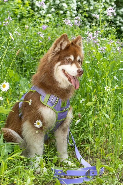 Lavender Garden Ultimate Dog Harness-Aria the Fox-Neema's Pets