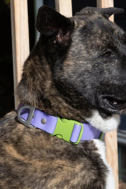 Lavender Garden Waterproof Dog Collar-Aria the Fox-Neema's Pets
