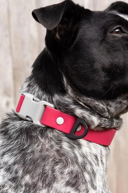 Red Mountain Syrah Waterproof Dog Collar-Aria the Fox-Neema's Pets