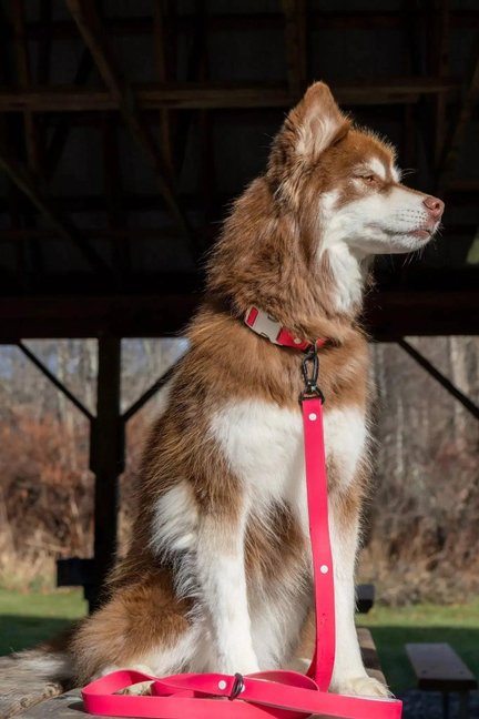 Red Mountain Syrah Waterproof Dog Leash-Aria the Fox-Neema's Pets