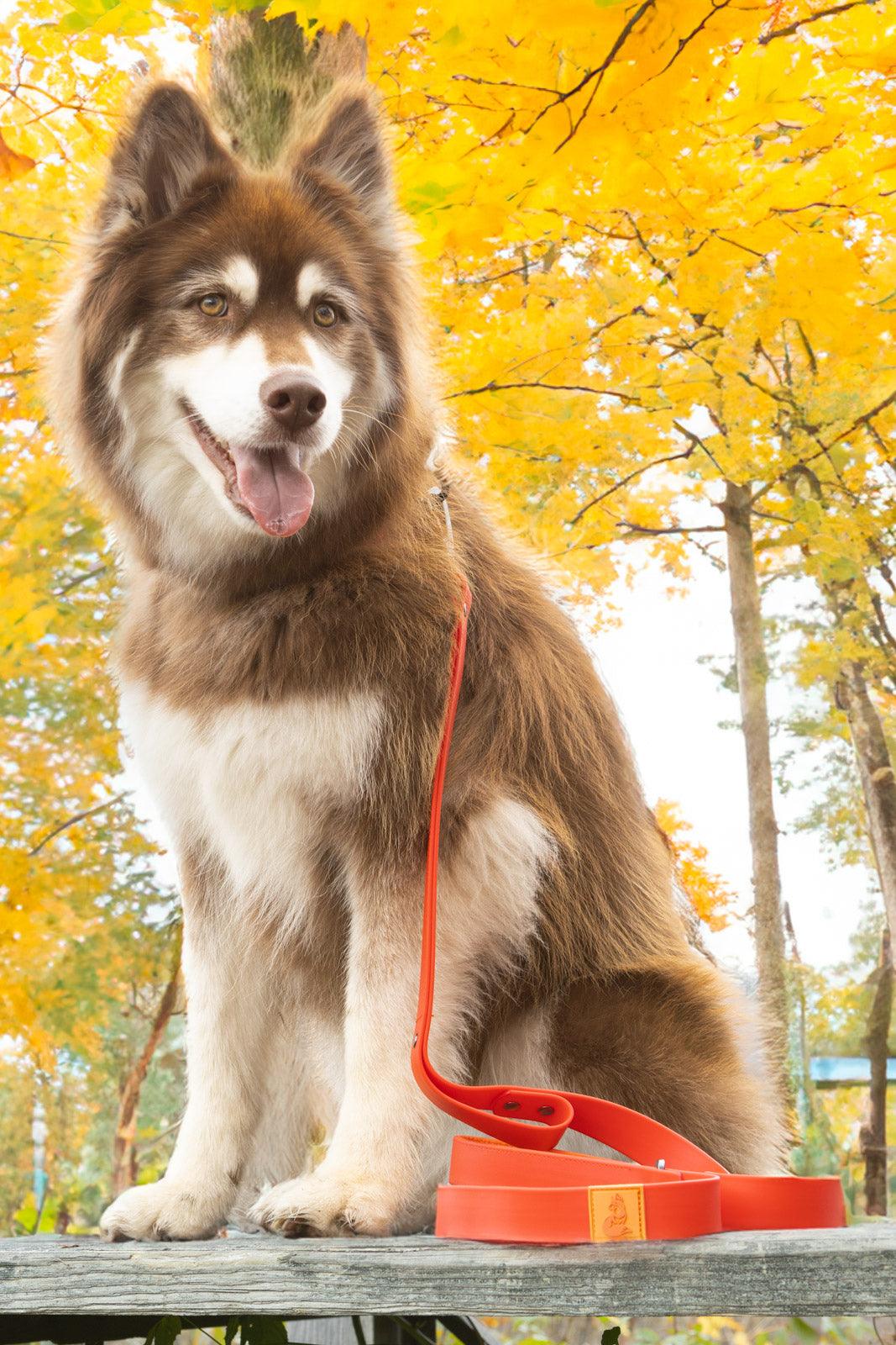 Scarlet Peaks Waterproof Dog Collar-Aria the Fox-Neema's Pets