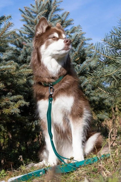 Siberian Spruce Waterproof Dog Leash-Aria the Fox-Neema's Pets