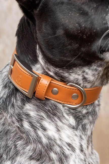 Sierra Sunrise Vegan Leather Dog Collar-Aria the Fox-Neema's Pets