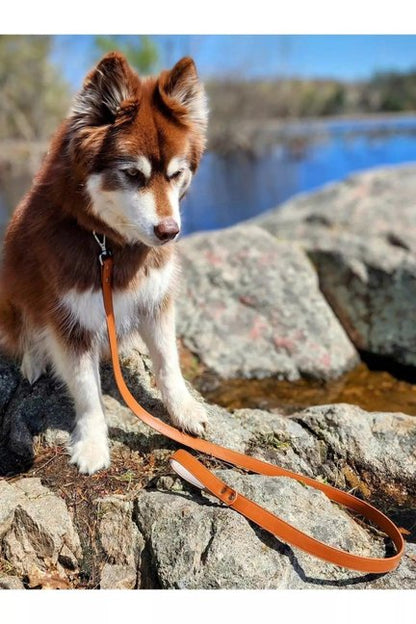 Sierra Sunrise Vegan Leather Dog Leash-Aria the Fox-Neema's Pets